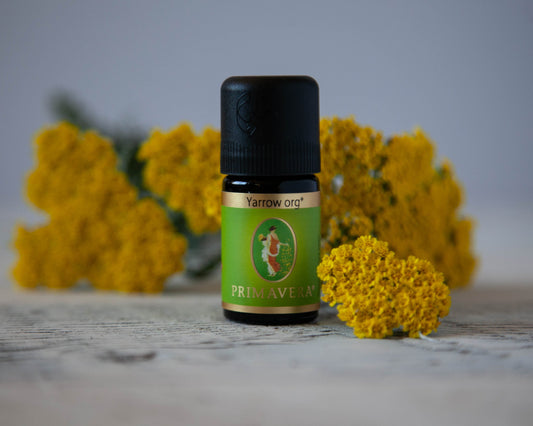 Blue Yarrow Calms Deep Inflammation