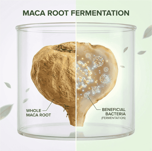 Fermented Maca Benefits: What It Is, Why It's Gentler, and How to Use It