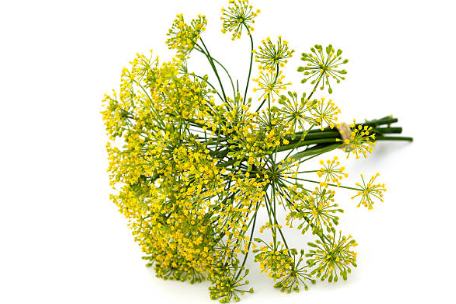 Dill (Anethum graveolens) 10ml