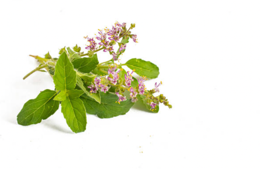 Holy Basil (Tulsi) 10ml
